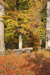 Image showing Bench in the woods