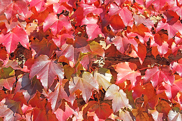 Image showing Autumn Leaves background