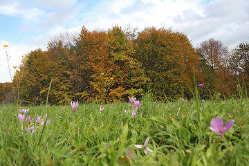 Image showing Crocus field