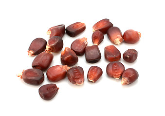 Image showing Red heirloom sweetcorn seeds