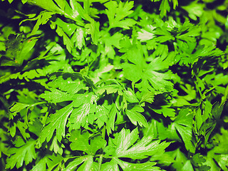 Image showing Retro look Parsley picture