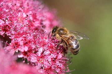 Image showing Little bee