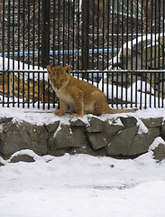 Image showing Lion baby