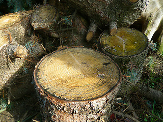 Image showing Stump