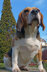 Image showing Beagle