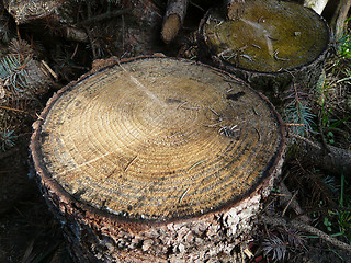 Image showing Stump