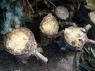 Image showing Stump