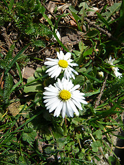 Image showing Spring in Garden