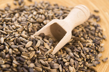 Image showing Seeds of a milk thistle (Silybum marianum, Scotch Thistle, Maria