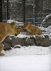 Image showing Lioness and lion baby