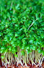 Image showing Growing salad mustard cress