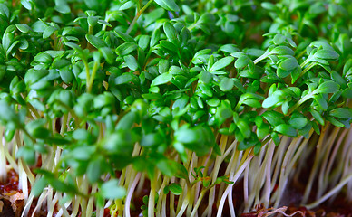 Image showing 	Growing salad mustard cress