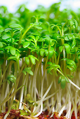 Image showing Growing salad mustard cress