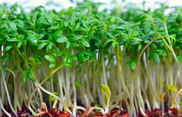 Image showing Growing salad mustard cress