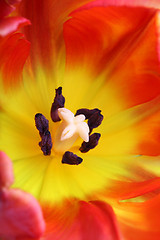 Image showing detailed image of tulip