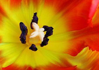 Image showing Detailed image of tulip