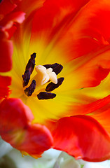 Image showing 	detailed image of tulip