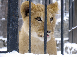 Image showing Lion baby