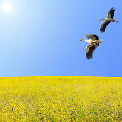 Image showing Storks couple flying over the yellow spring flowering meadow