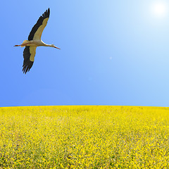 Image showing Alone stork fly in clear blue sky over spring flowering yellow f