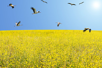 Image showing Flock of white storks migrating at spring over flowering meadow