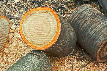 Image showing Heap of dried firewood cutting logs