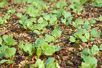 Image showing Young green radish plants