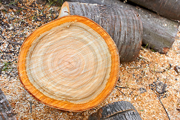 Image showing Heap of firewood cutting logs