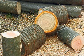 Image showing Firewood cutting logs