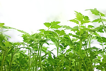 Image showing Young green tomatoes plants