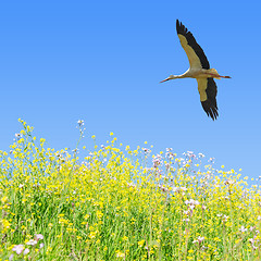 Image showing White stork flying in clear blue sky over the spring flowering f