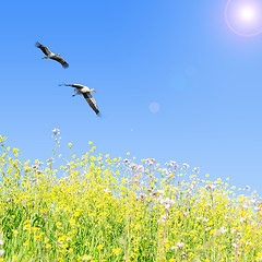 Image showing White storks couple fly together against clear blue sky