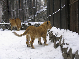 Image showing Lion baby on the snow