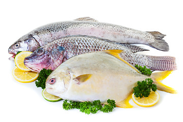 Image showing Fresh Fish