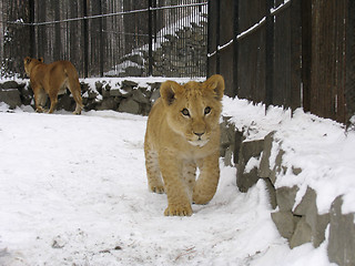Image showing Lion baby on the snow