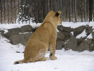 Image showing Lion baby