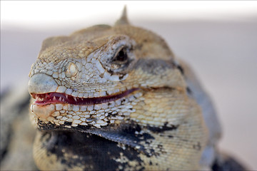 Image showing fear side of Varanus   mexico  