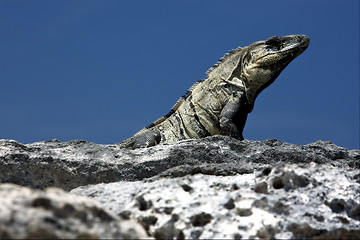 Image showing side  Varanus   in sand mexico tulum