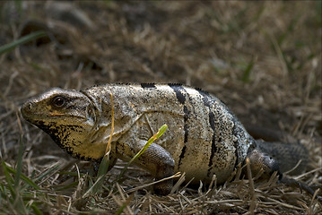 Image showing  Varanus   in sand mexico tulum