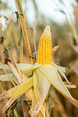 Image showing Corn on the cob in an agricultural field