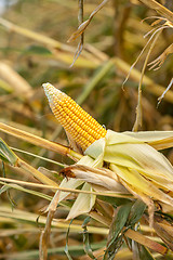 Image showing Corn on the cob in an agricultural field