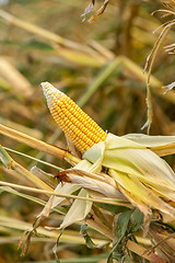 Image showing Corn on the cob in an agricultural field