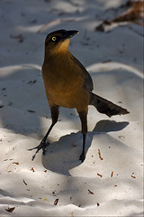 Image showing tulum front sparrow whit gold eye   sand mexico 