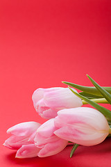 Image showing Spring background of dainty pink tulips