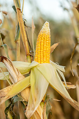 Image showing Corn on the cob in an agricultural field