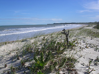 Image showing plants on the sand of the beach