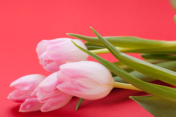 Image showing Spring background of dainty pink tulips