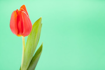 Image showing Beautiful fresh red tulips for a loved one