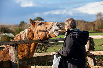 Image showing Elderly couple petting a horse in a paddock