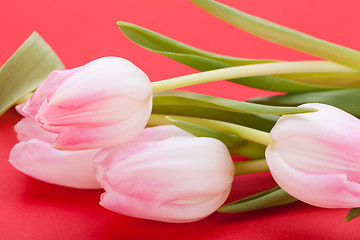 Image showing Spring background of dainty pink tulips